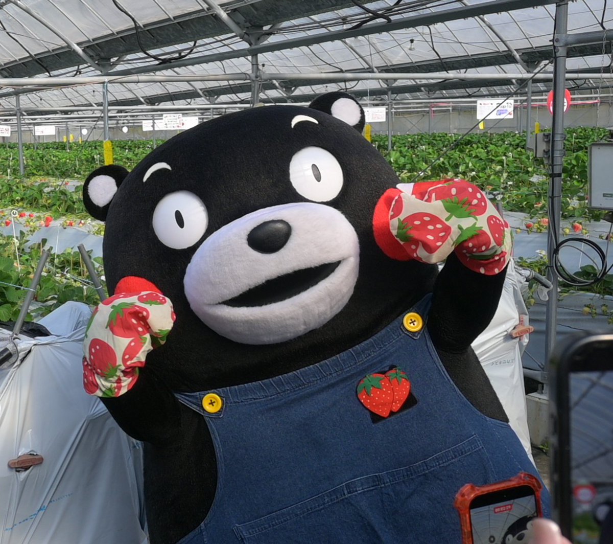 Post by Masashi Taniguchi on X: おはくまです。