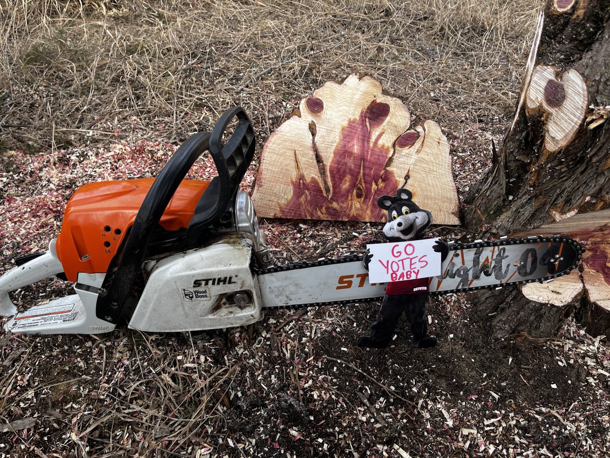 TheSongDog11's tweet photo. Weβre only a week away and #CharlieToGo is getting in a little workout over here in NW Iowa. Harvesting his favorite wood: Eastern RED Cedar from the Loess Hills Prairie. πΊπ΄πͺ΅π₯
@USDalumni
@SDCoyotes
#GoYotes
#GoYotesBaby
#UniteForUSD https://t.co/U3tRjv8i6Y