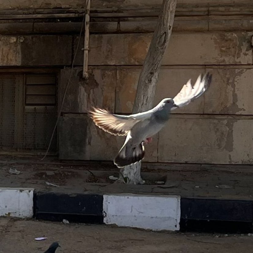 رِي tweet media