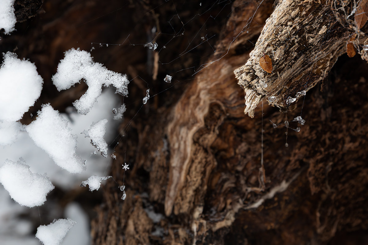 Eugeoptimista's tweet photo. Febrero que nos sorprende con nieve en la Patagonia, hoy les regalo nieve en primer plano, ojalá les guste. Si es así, RT me ayuda a llegar a más gente y cumplir mi sueño, gracias de corazón (si miran bien en la foto 1, van a ver la forma de un copo tal cual los dibujamos ) https://t.co/x6dwG4bTiD