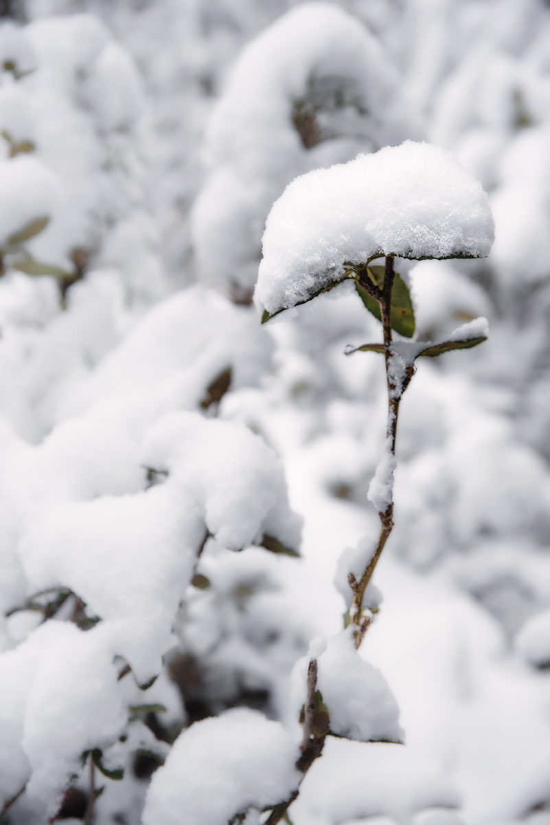 Eugeoptimista's tweet photo. Febrero que nos sorprende con nieve en la Patagonia, hoy les regalo nieve en primer plano, ojalá les guste. Si es así, RT me ayuda a llegar a más gente y cumplir mi sueño, gracias de corazón (si miran bien en la foto 1, van a ver la forma de un copo tal cual los dibujamos ) https://t.co/x6dwG4bTiD