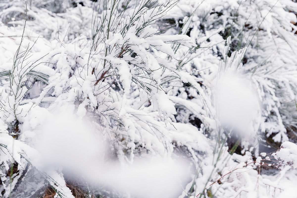 Eugeoptimista's tweet photo. Febrero que nos sorprende con nieve en la Patagonia, hoy les regalo nieve en primer plano, ojalá les guste. Si es así, RT me ayuda a llegar a más gente y cumplir mi sueño, gracias de corazón (si miran bien en la foto 1, van a ver la forma de un copo tal cual los dibujamos ) https://t.co/x6dwG4bTiD