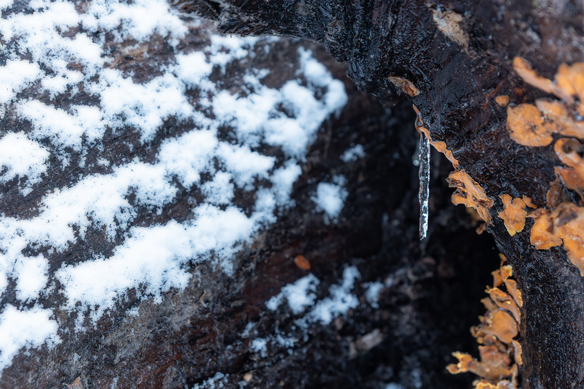 Eugeoptimista's tweet photo. Febrero que nos sorprende con nieve en la Patagonia, hoy les regalo nieve en primer plano, ojalá les guste. Si es así, RT me ayuda a llegar a más gente y cumplir mi sueño, gracias de corazón (si miran bien en la foto 1, van a ver la forma de un copo tal cual los dibujamos ) https://t.co/x6dwG4bTiD