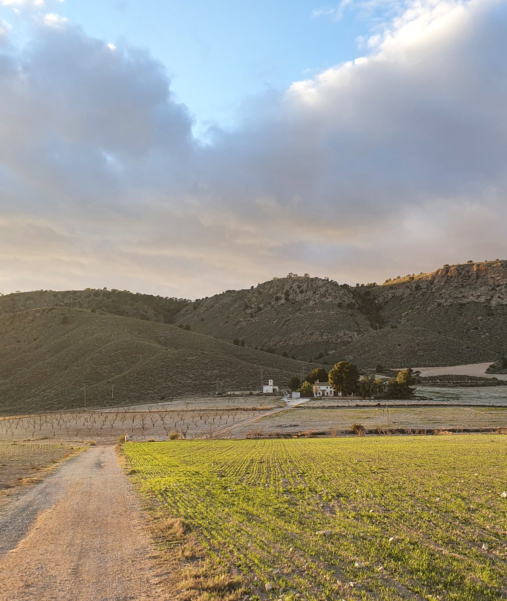 Podría ser una estampa toscana, pero el paisaje está en el Altiplano Murciano 😍 
#Murcia #Jumilla