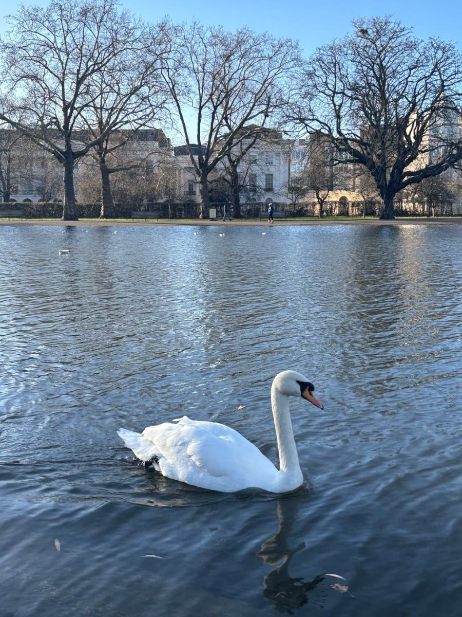 Arya9874's tweet photo. Puppy 🐕, squirrel 🐿, swan 🦢Even the stinky pigeons have become a bit cuter. I got a lot of memorable photos ( ⌯' '⌯)📸 https://t.co/zSaySN9ae4