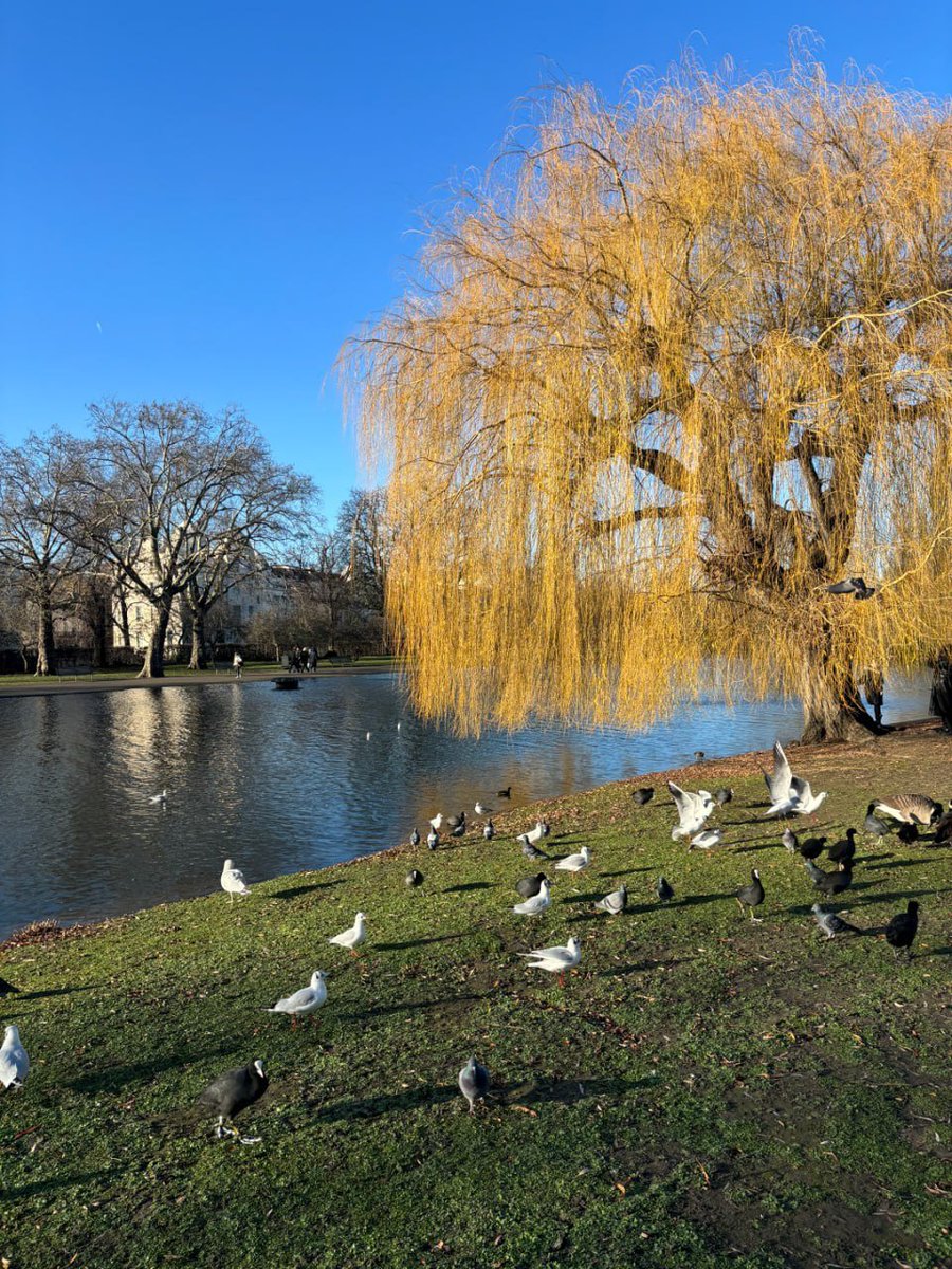 Arya9874's tweet photo. Puppy 🐕, squirrel 🐿, swan 🦢Even the stinky pigeons have become a bit cuter. I got a lot of memorable photos ( ⌯' '⌯)📸 https://t.co/zSaySN9ae4