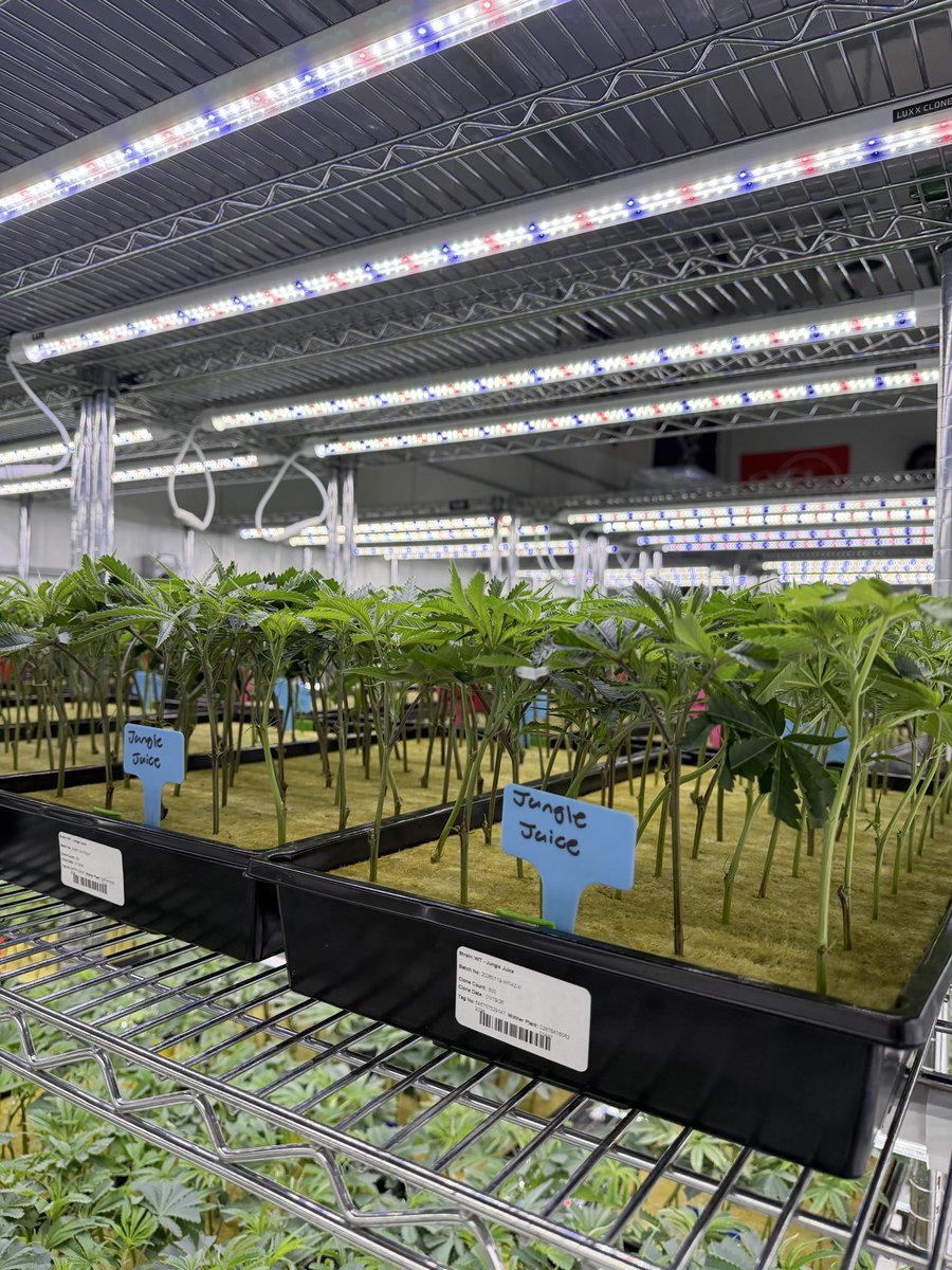 Wizard Trees tweet media