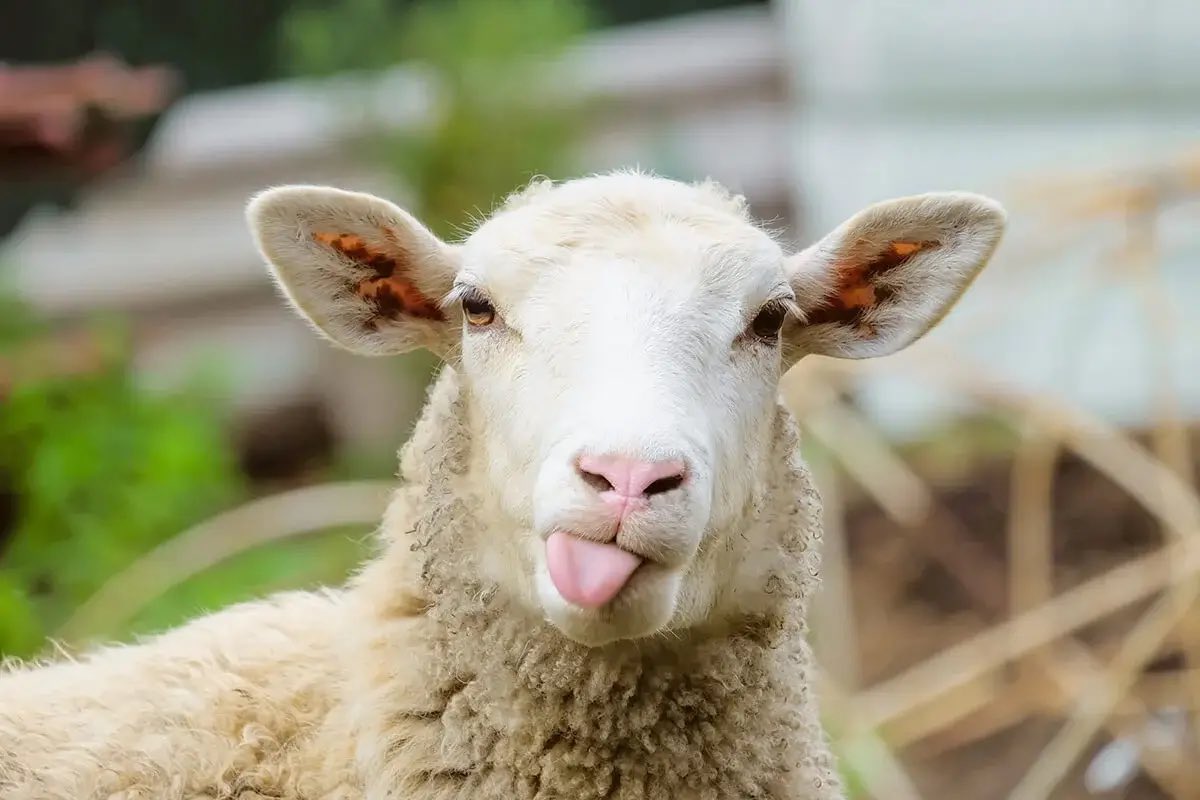 Bucky687's tweet photo. @RichEisenShow @richiesen @sanbenito This was nothing more than Apple promoting their new Bud Bunny products you sheep can purchase soon at premium price and NFL promoting NFL globally to make even more Billions on dollars. Damn sheep!!! https://t.co/IjvSPTfhEv
