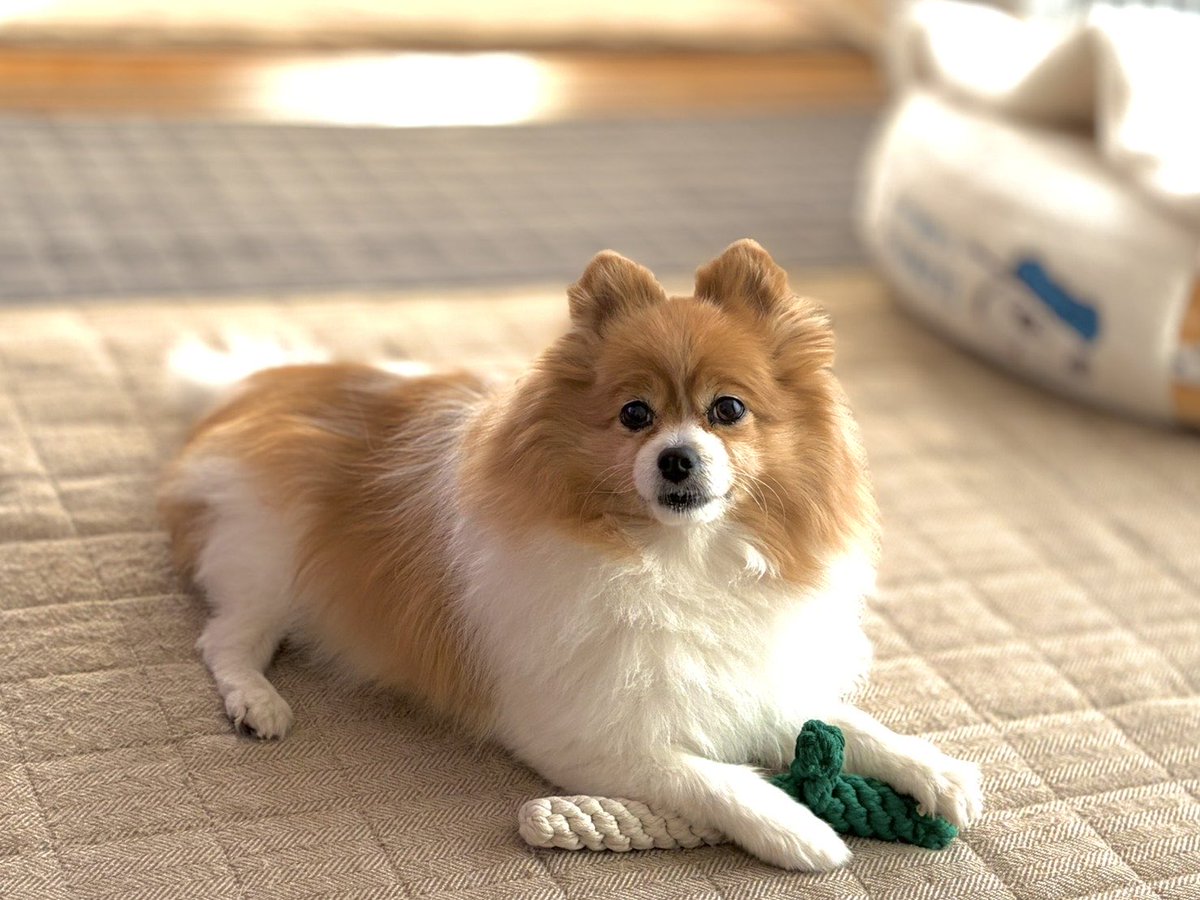 新しいおもちゃでご満悦。

#ネギ
#ポメラニアン
#犬のいる暮らし
#犬好きさんと繋がりたい