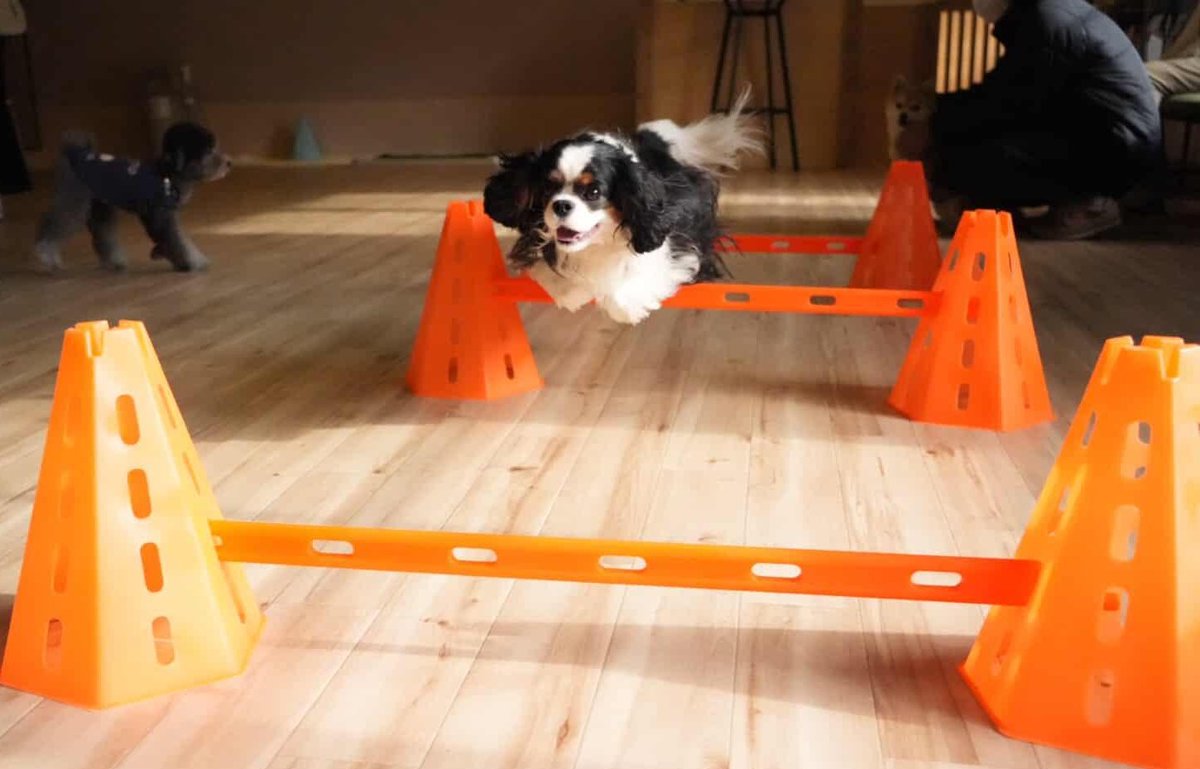 Anaconda ANAKO tweet media