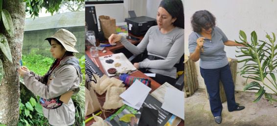 JB_PJM's tweet photo. Mujeres que investigan, conservan y transforman el futuro

Link de la noticia👇🏽🍃

https://t.co/MuQcGAzN1j

Women who research, conserve, and transform the future

 @PUCE_Ecuador
@PUCE_StoDgo 
@bgci

#DíaInternacionaldelaMujerylaNiñaenlaCiencia https://t.co/jwgVYtmnlC