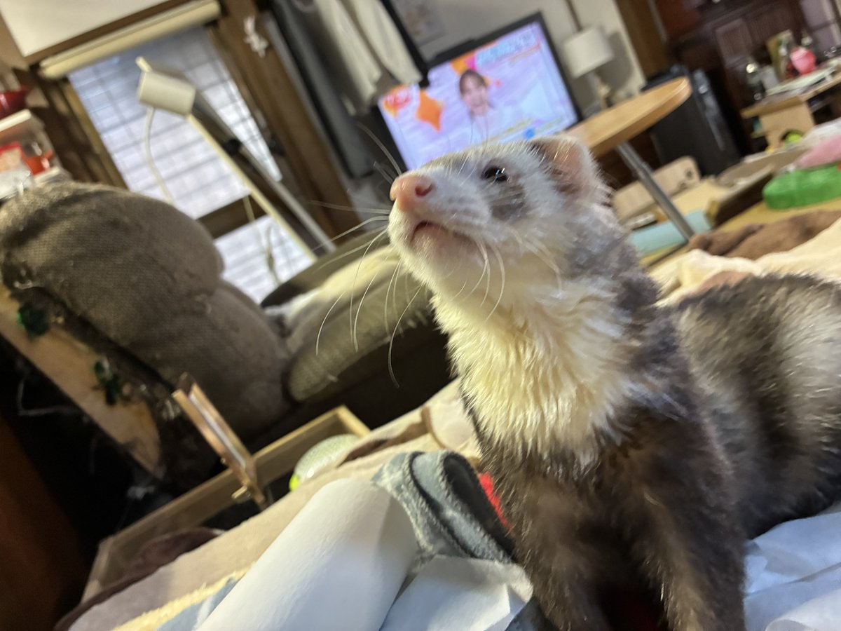 ケージ掃除お邪魔部隊