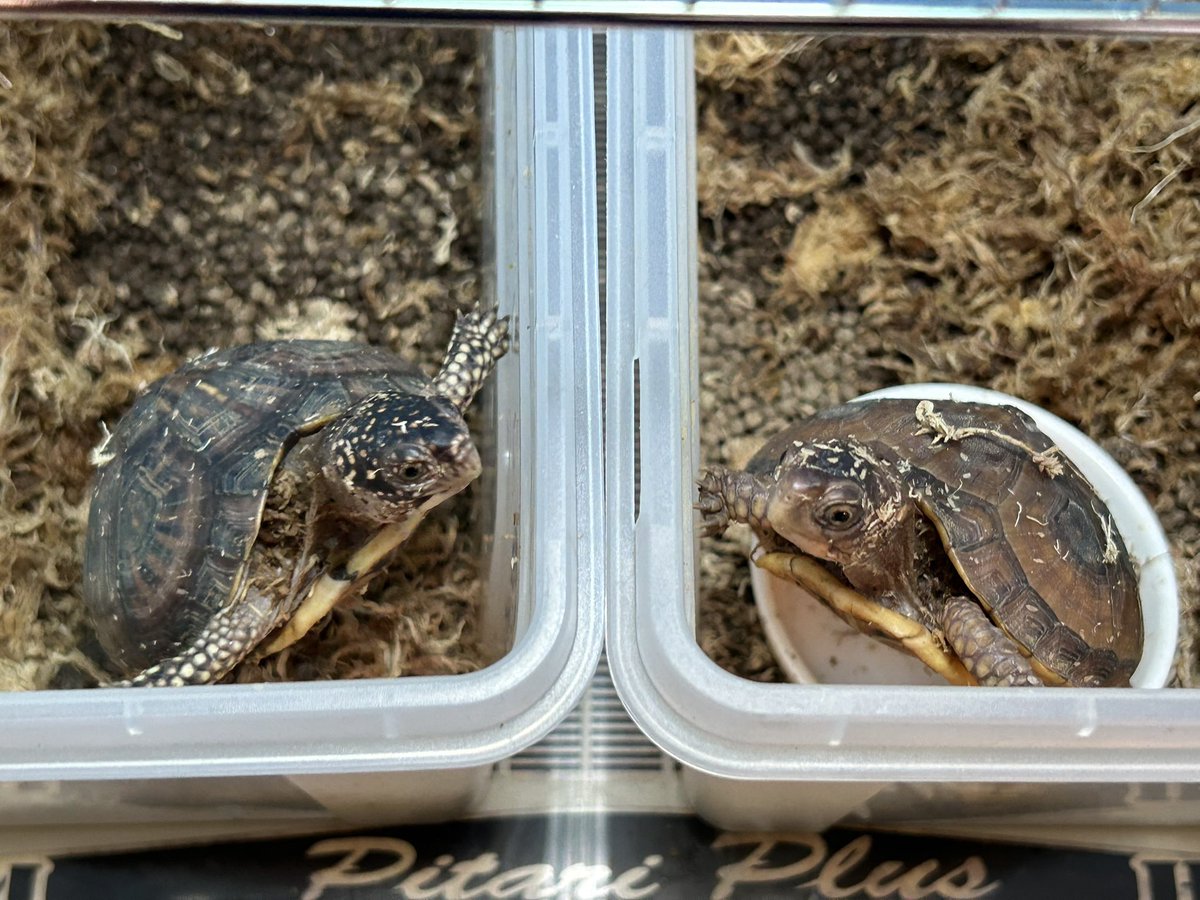 Quanta_Rep's tweet image. おはようございます。中休みがあるって良いですね。弊社も月火木金勤務の週休3日にしてほしいですね。