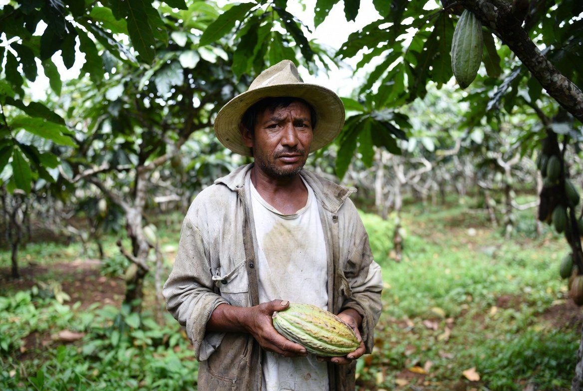 romoced's tweet photo. El problema del precio del cacao.
"El día en que el pobre tiende la camisa en el cordel, ese día le llueve". Más o menos así marcaba un viejo refrán que escuché de mis mayores. El "boom" de los precios altos del cacao pasó como una leve brisa, que alivió en algo el bolsillo eternamente flaco de los cultivadores durante un año y medio aproximadamente.
Y es que el precio del cacao no depende de la oferta y demanda local sino de un mercado complejo, donde cuenta tanto una sequía o una enfermedad viral en el África como la reacción de los consumidores ante la subida del precio del chocolate, la creciente siembra en Suramérica o las posiciones especulativas de los tiburones financieros en Londres o Nueva York.
Otro de los problemas del mercado del cacao es que la demanda es manejada a través de grandes compañías y a través de grandes encadenamientos globales, cuya base es el cacao "bulk" o genérico. Empresas que cotizan en bolsa y cuyo único motivo de existencia es maximizar las ganancias para sus accionistas. Estas empresas no procuran ni la salud de sus consumidores ni la sostenibilidad de las plantaciones ni la seguridad o bienestar de quienes cultivan el cacao, sea en África o América. Estas empresas no tienen ningún reparo en regalar plántulas de cacao por millones a pequeños agricultores, para que el mercado reviente a la baja. No tienen problema en vender a los productores los "paquetes tecnológicos" genéricos, sin estudios de suelo ni muestreos de plagas o enfermedades, lo cual termina por dañar suelo, biodiversidad y crear resistencias.
En otras palabras, el sistema está diseñado a medida de las grandes empresas y del gran capital financiero especulativo.

 El sector cacaotero, fraccionado en millones de pequeños y medianos productores cada uno procurando sobrevivir, no tienen ningún poder de decisión...a menos que:
1. Se organicen, formando cadenas de valor, para maximizar el precio del grano mejorando calidad de cultivo, cosecha y poscosecha.
2. Conectàndose con pequeños y medianos chocolateros a nivel global, que buscan acceder a un grano de calidad y por el cual pagarían un mejor precio.
3. Creando y recreando la cultura del cacao y del chocolate. Los países productores de cacao tenemos que volvernos consumidores de buen chocolate.

En el caso particular de Manabí, mi provincia, está en una zona privilegiada para el cultivo de cacao de aroma, una categoría al que solo puede acceder un 5% de la producción global. En ese sentido somos privilegiados, por lo cual es un sinsentido cortar muestras plantaciones de cacao Nacional para sembrar CCN51, un clon más productivo pero que no alcanza las complejidades de aroma y sabor del cacao Nacional.

Usted, cacaotero pequeño, mediano o grande, ¿Sería tan amable de brindarnos su opinión?