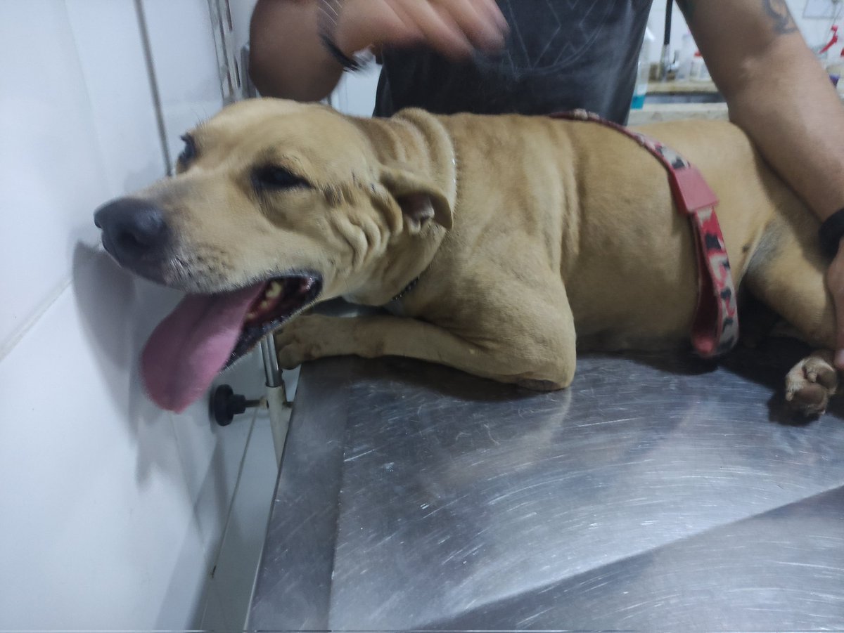 🚫✨C3GA✨🚫Comissions open tweet media