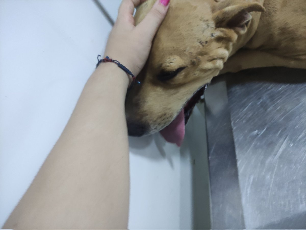 🚫✨C3GA✨🚫Comissions open tweet media