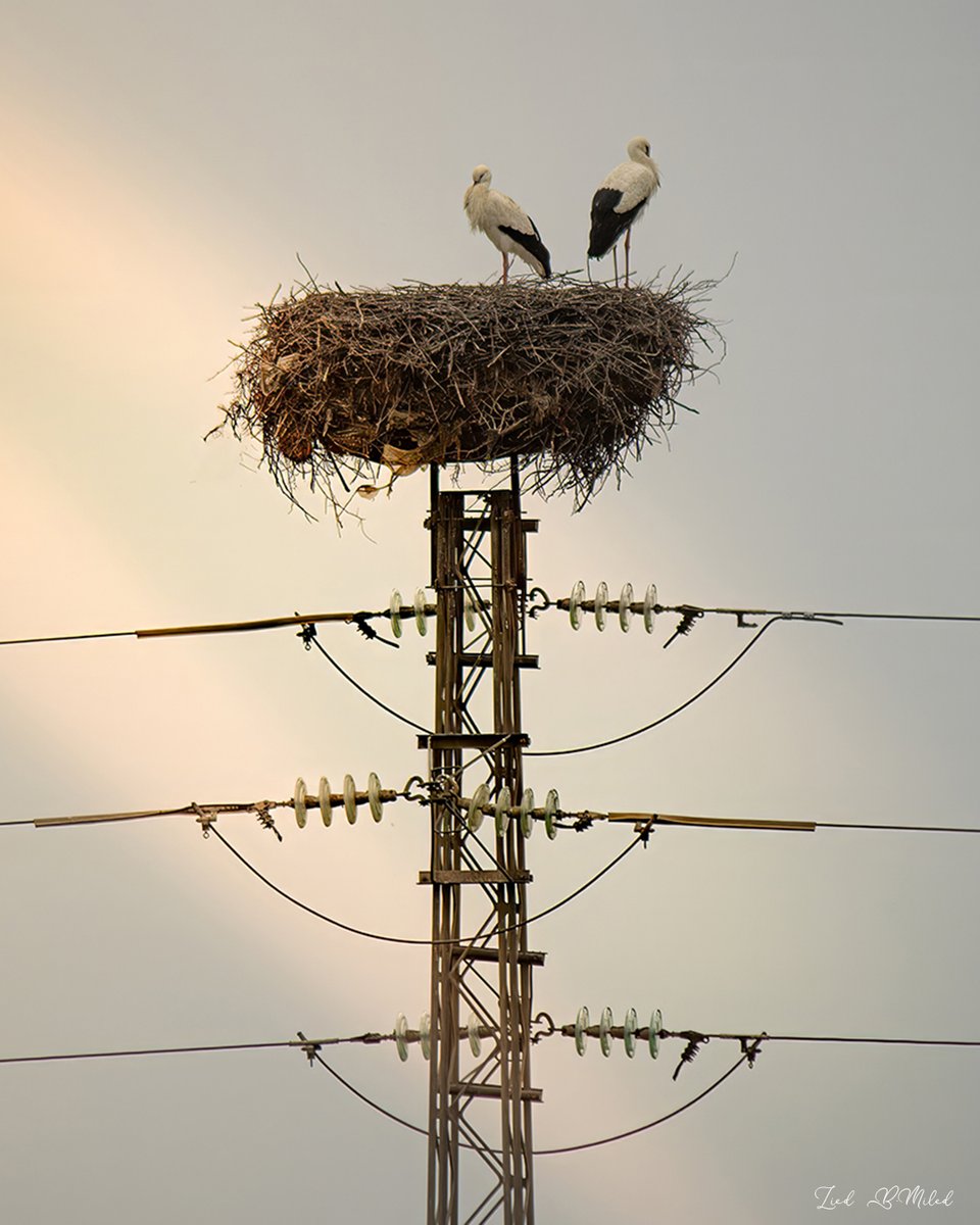 Afrikya Tunisia tweet media