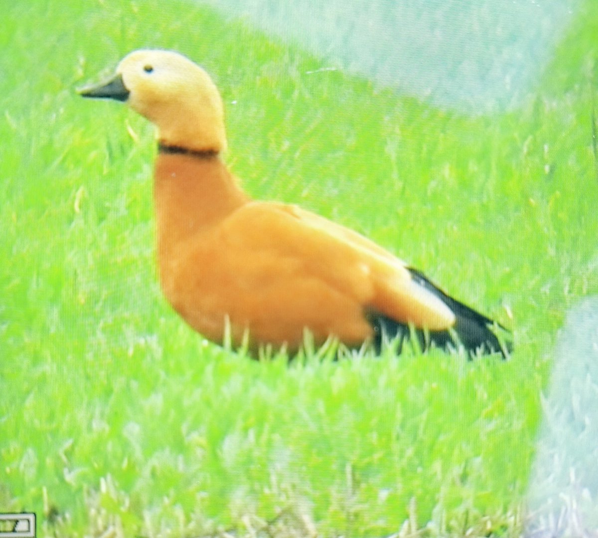 mjp4468's tweet photo. This was a surprise being 4 miles away from where I was working today. I even had to drive past the road to come home. BOC shot Nikon P950 at 2000mm.
Ruddy Shelduck, Markham, Oxfordshire . #oxfordbirds https://t.co/NZKbxrIpxq