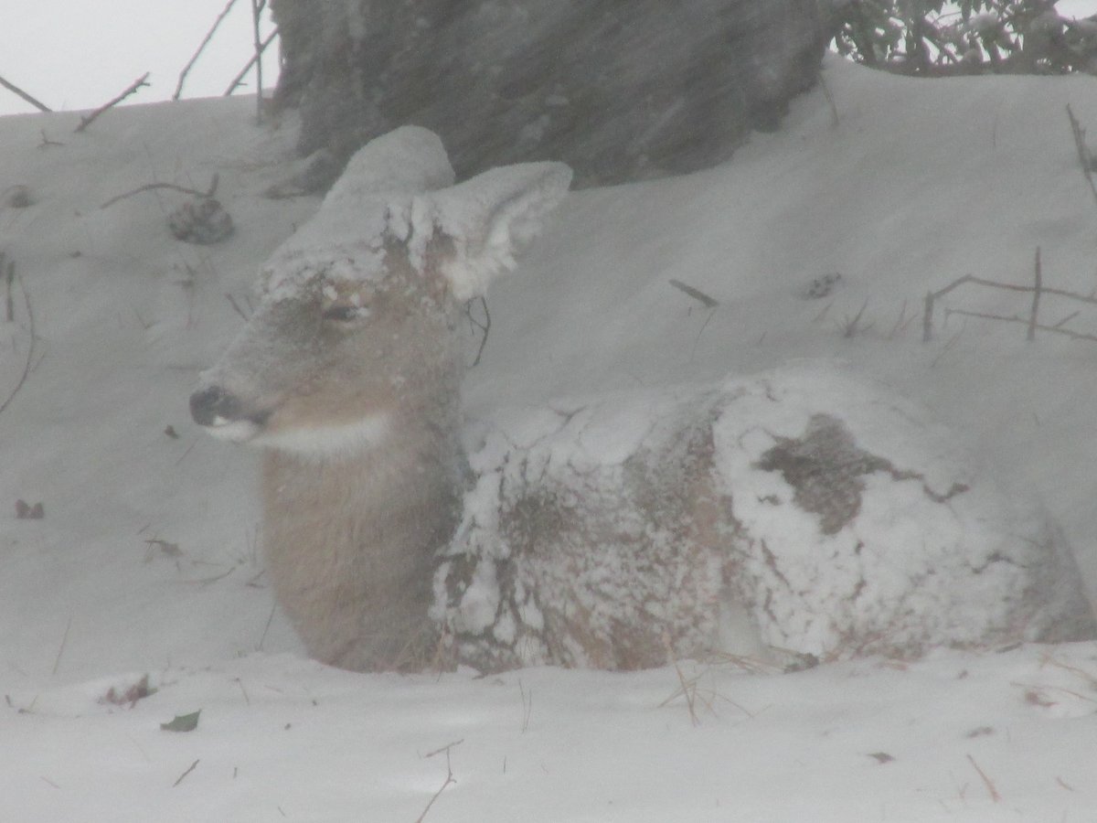 ❄️🦌 Stunning winter moment captured in Ocean County — a white-tailed deer braving deep snow during the recent storm. The pic was taken by Thomas Smith of Berkeley Township. 📸 Have a photo to share? Email photos@jerseyshoreonline.com #deer #snow #photography #jerseyshoreonline