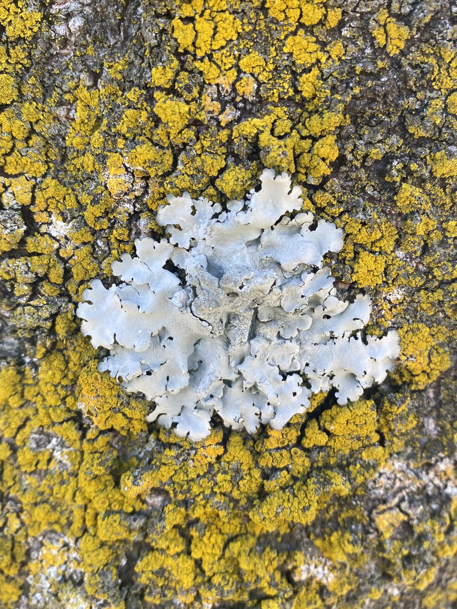 chiilichen's tweet image. おはよお〜

きのう買い物に行ったら疲れて早く寝たので早く起きた☀️のは良いんだけど，花粉か何かで喉が痛いので今週は配信お休みします😢🙇‍♂️

今日も気をつけて生きよう

#おはよう地衣類