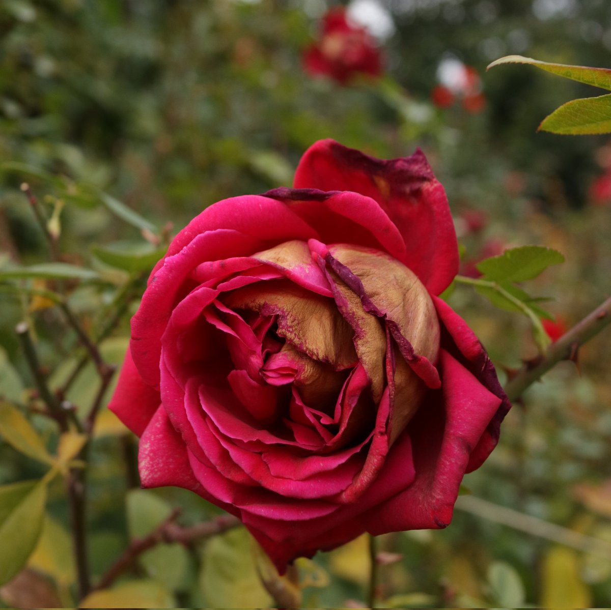 CDI881's tweet photo. 枯れの兄者をスクエアで🌹
#バラ
#薔薇
#横浜イングリッシュガーデン
#秋バラ
#EOSM3
#222で切り取る私の世界 https://t.co/HdndPr4NYE