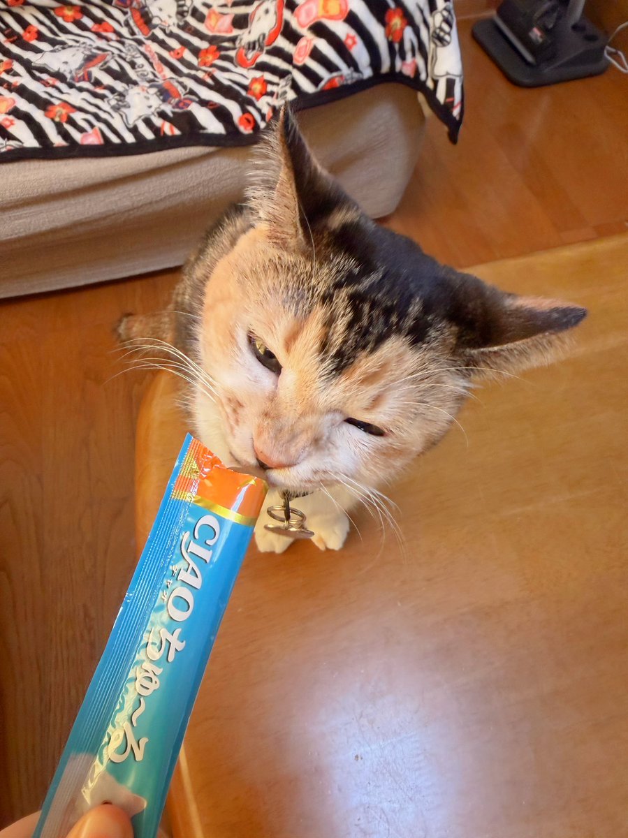 Post by あめちゃん🐱 on X: 🐱