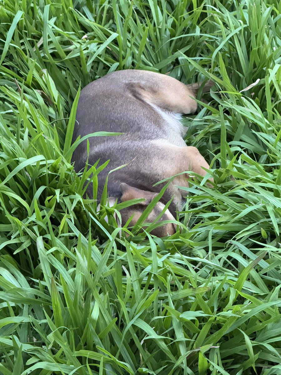 mi vieja está dejando un círculo de pasto en el patio sin cortar para q crezcan plantas nativas y atraer a la biodiversidad 
la biodiversidad :
