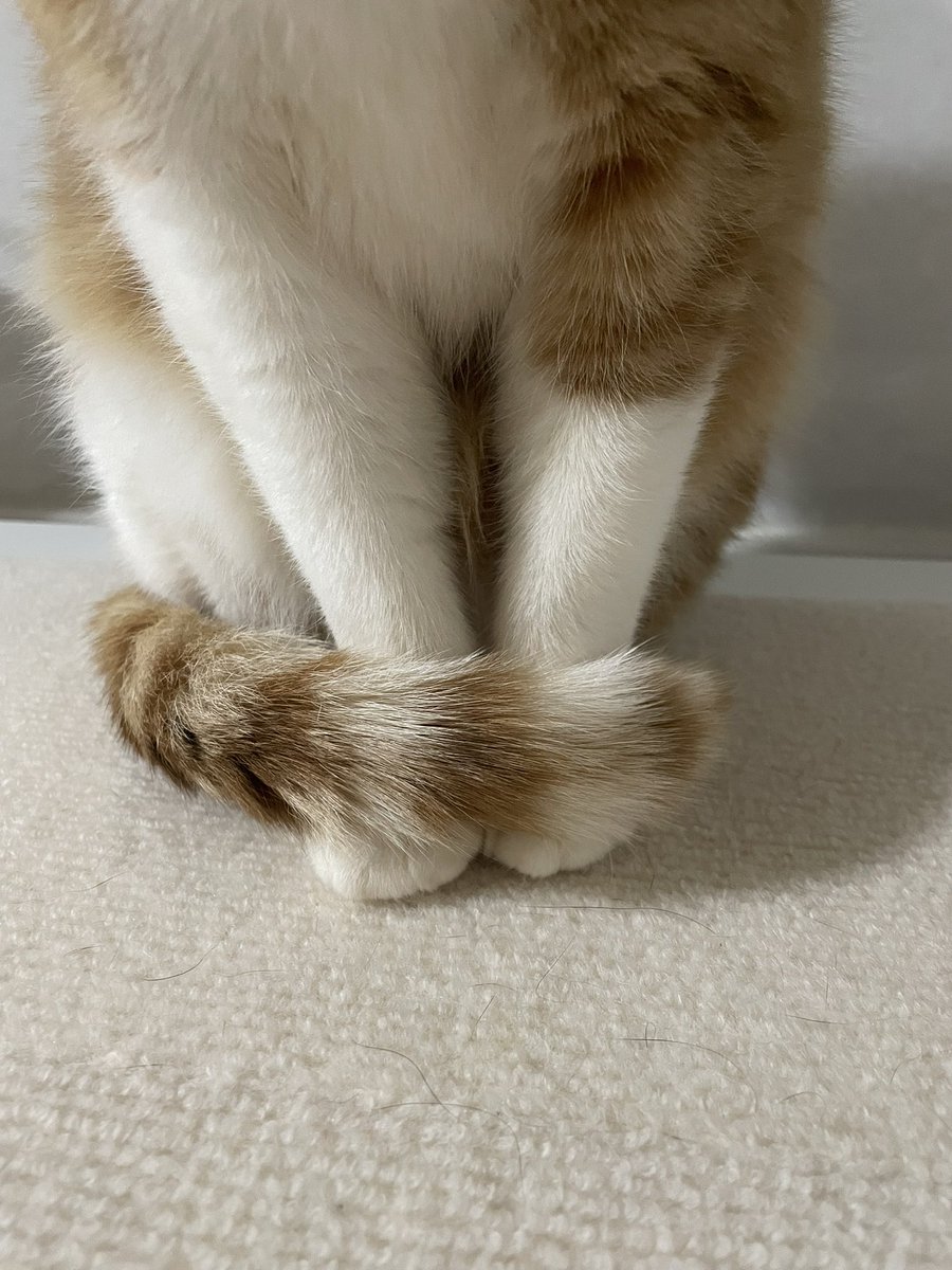 tunayoshi34's tweet photo. 足首にしっぽクルリ。
温めてるのかな？お行儀がいいのかな？
帰ってきたらいっぱい遊ぼうね〜♪
行ってきまーす👋

#猫のいる暮らし https://t.co/HjctCuk2eO