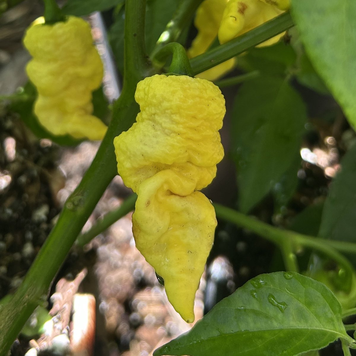 Tyler Farms tweet media
