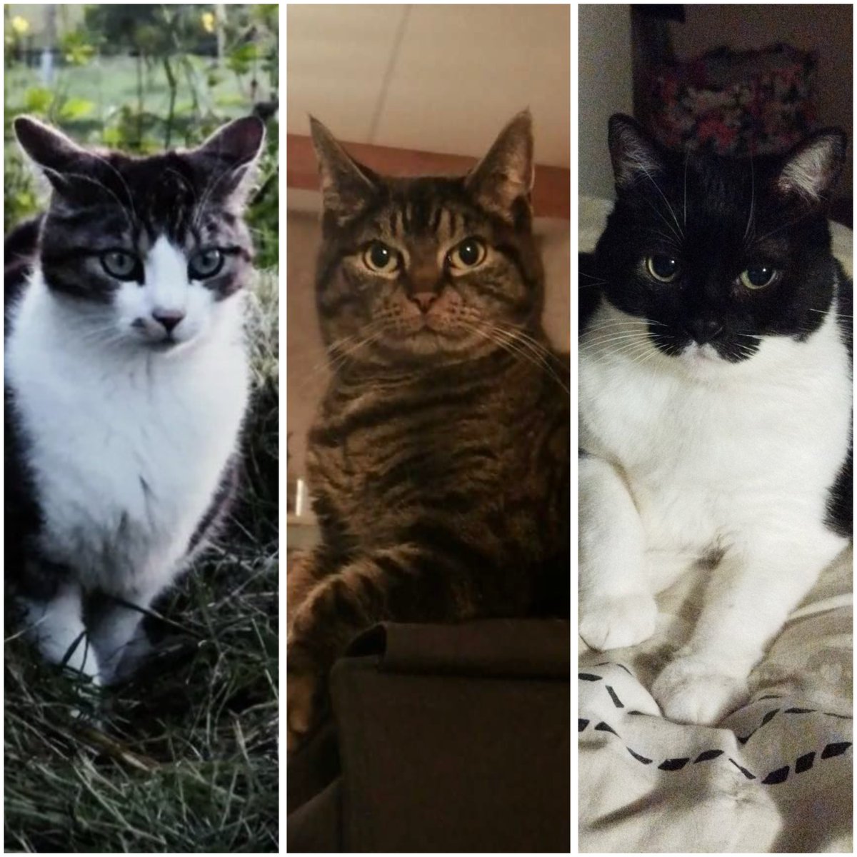 𝕰𝖞𝖊𝖓 ⋆˖⁺‧₊☽◯☾₊‧⁺˖⋆ 🇵🇸 tweet media