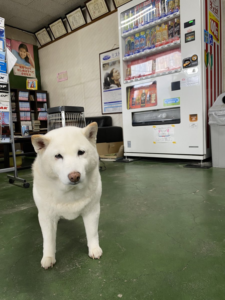 つっちーさん (@tsuchi_zzza) / Posts / X