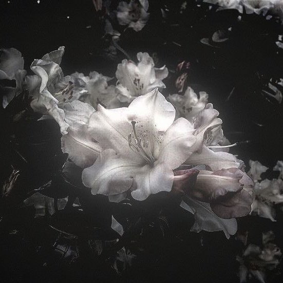 Lina ྀིྀི 🐿️ GREENGREEN tweet media