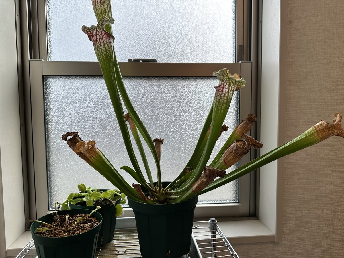 てち@ためにならない‼︎ (@Tiziano_Craft) / Posts / X