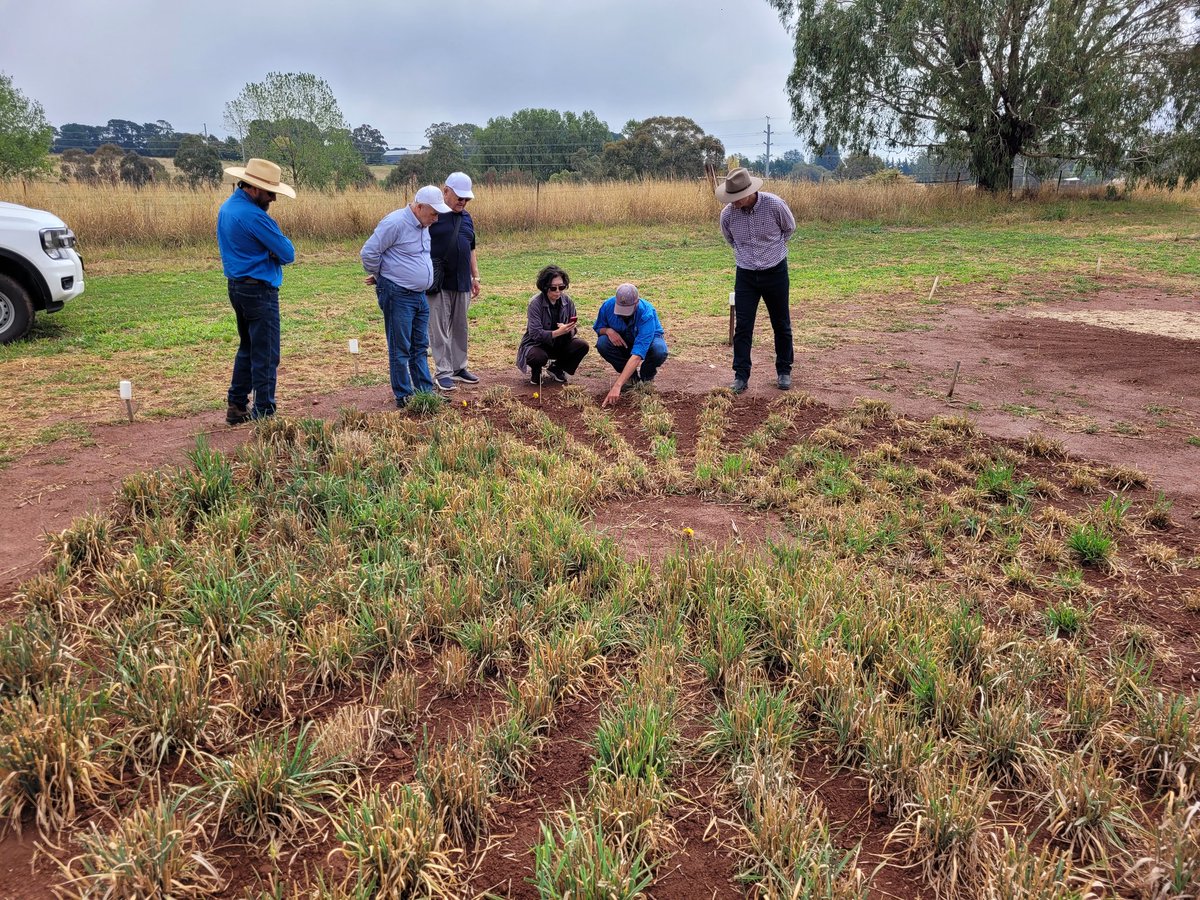 NSW Pastures tweet media