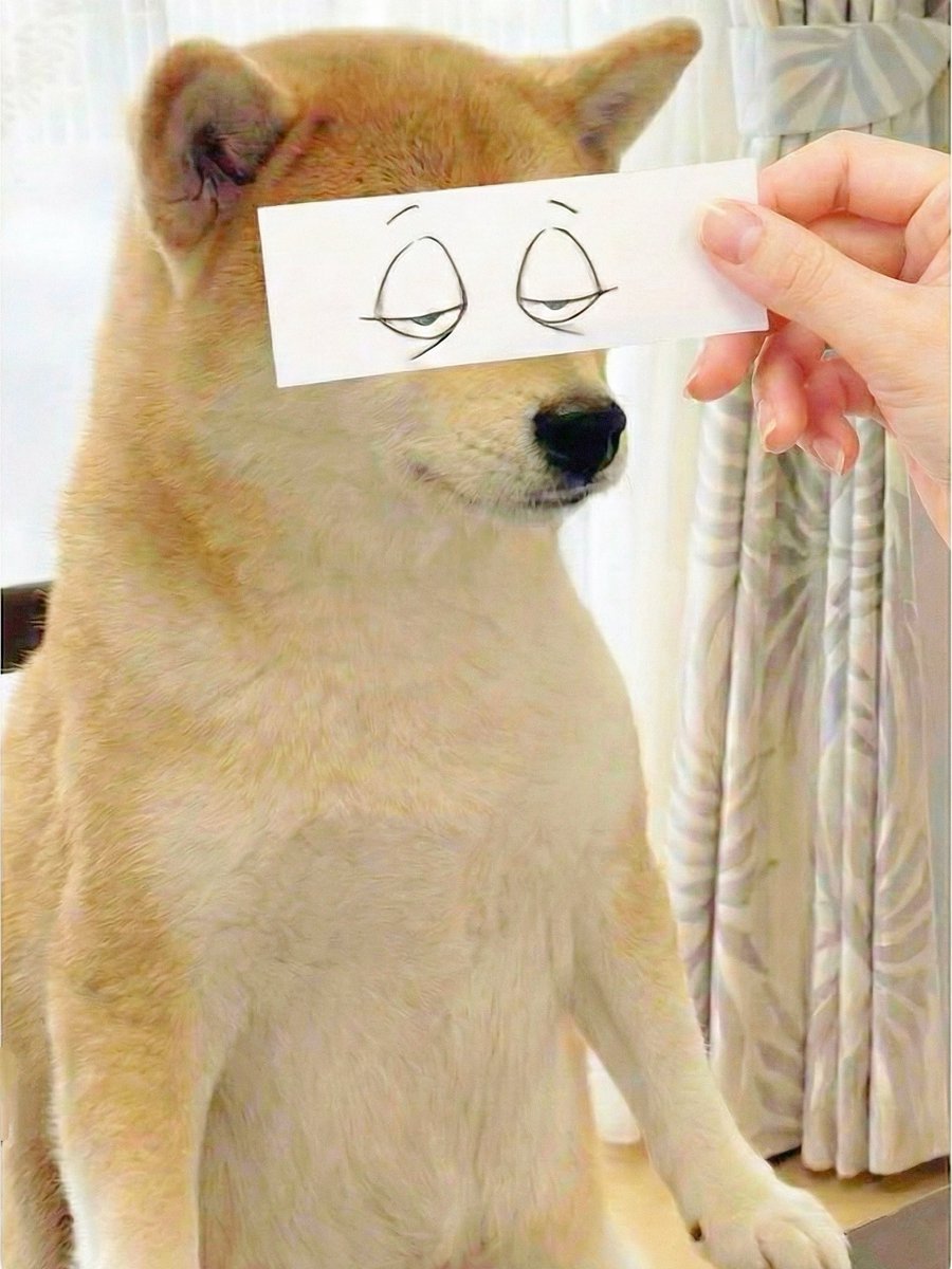 柴犬·͜·♡もも (@momonosekaiii) / Posts / X