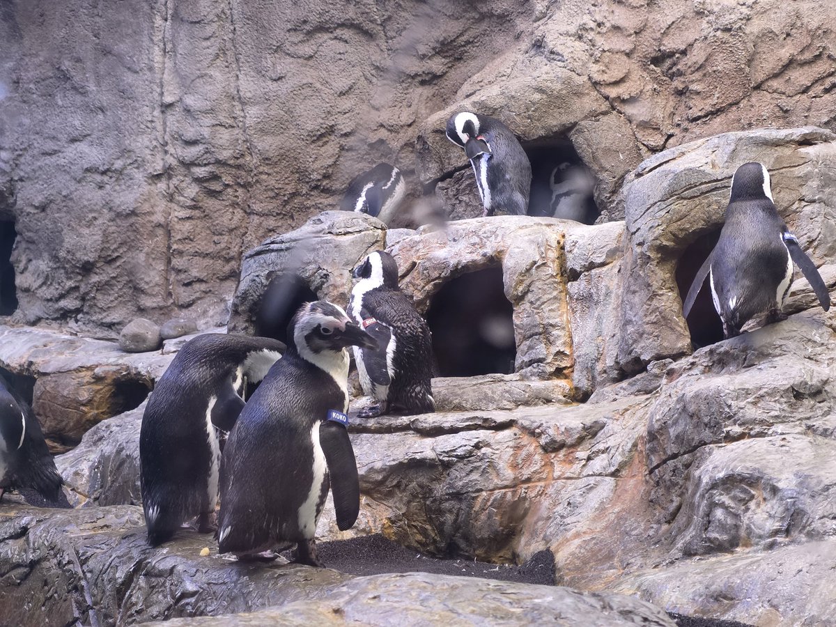 JeriB29's tweet photo. Just to be cliche... I miss @Canes hockey so much I booed the Penguins at the aquarium today 😂 even if they were cute https://t.co/DGZUDuvzfW