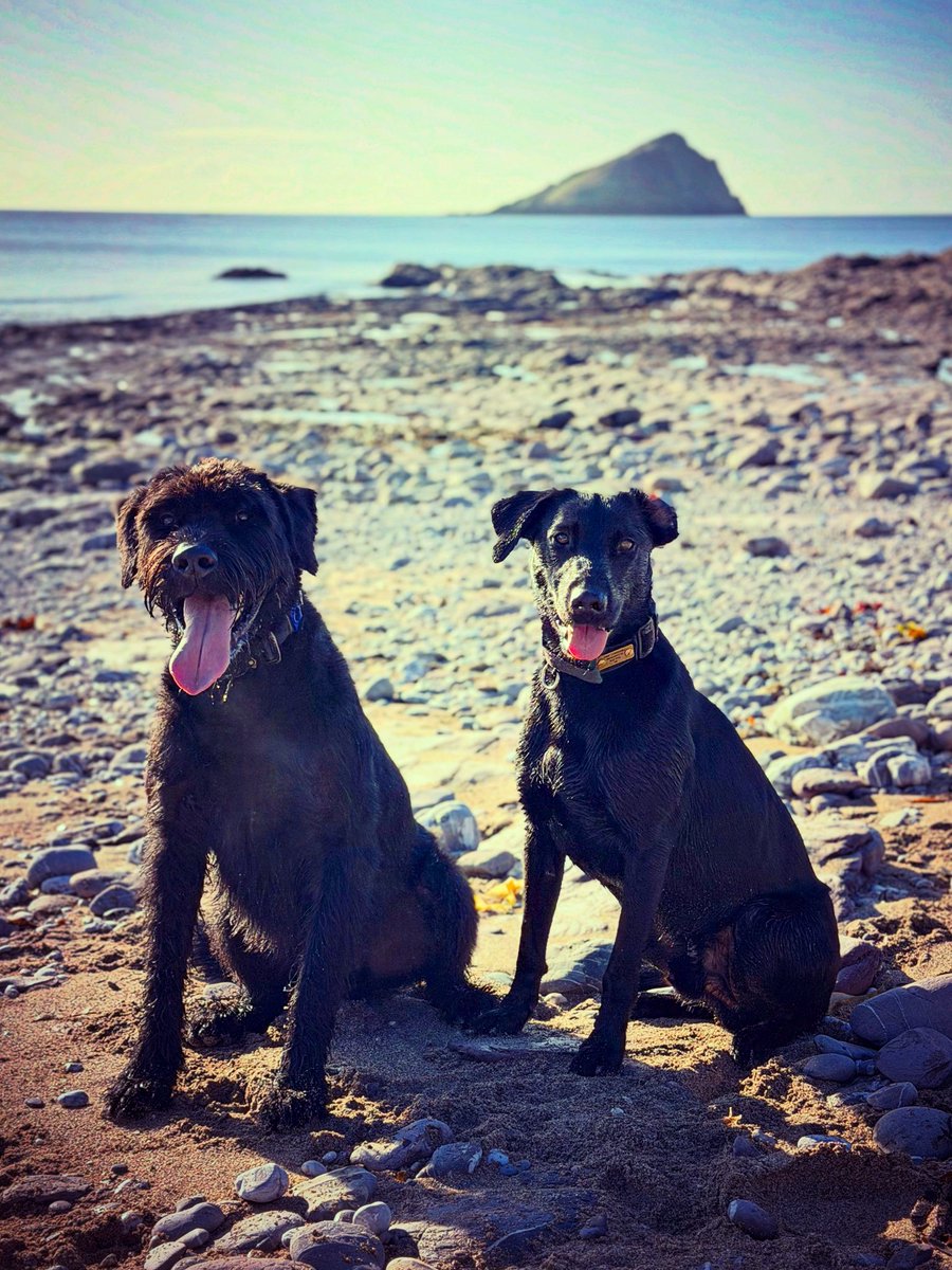 Giant Schnauzer Albert tweet media