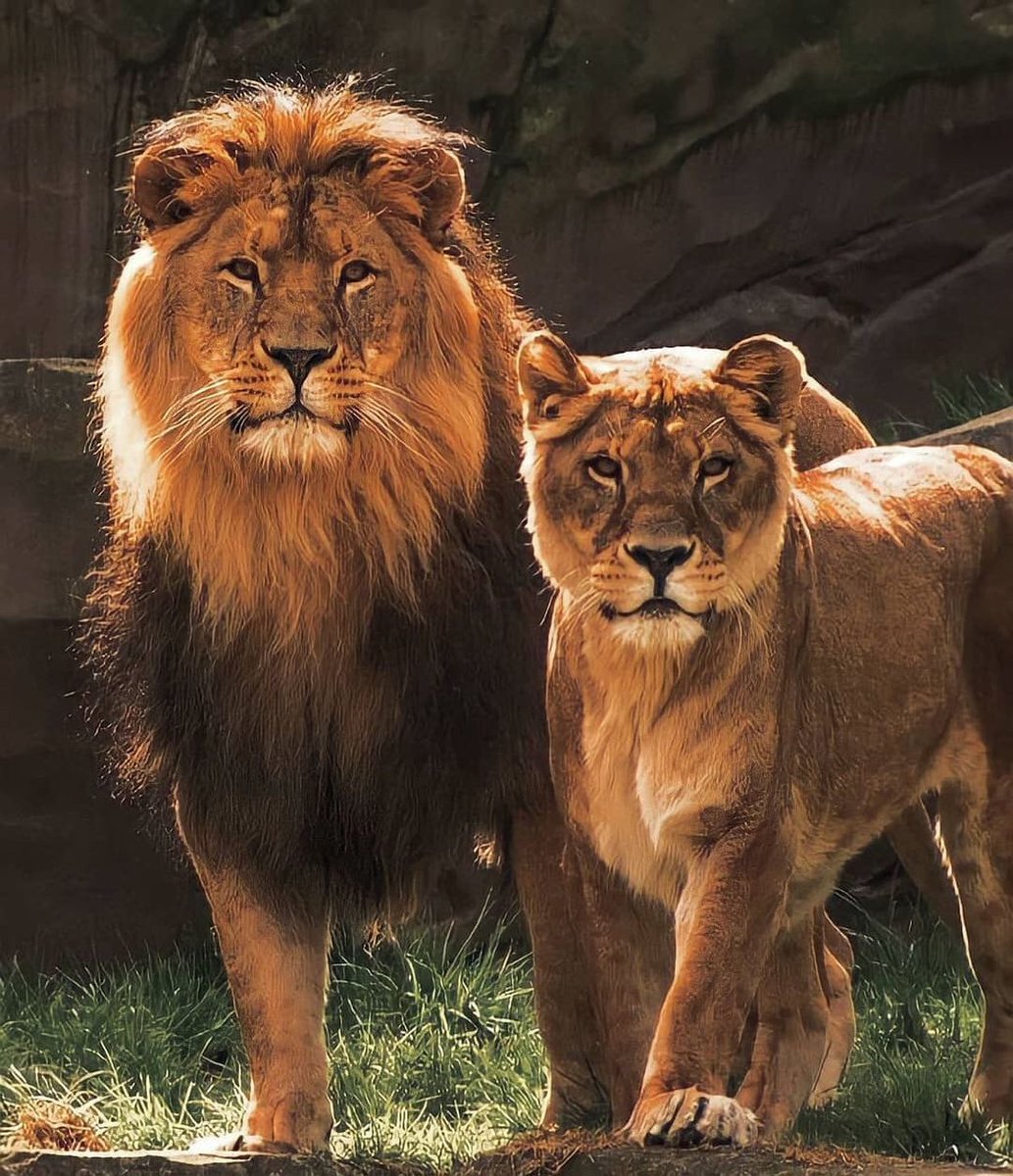 LionsEveryday's tweet photo. https://t.co/4NKsmOfqJM