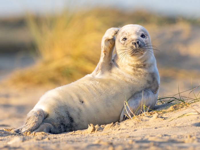 Snowball tweet media