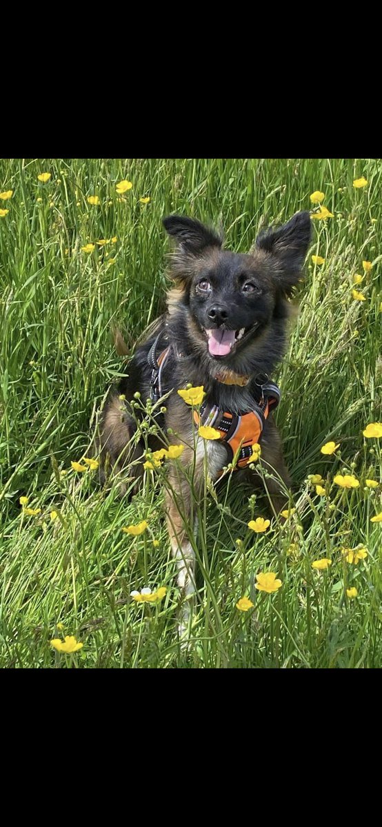 leonardjorie's tweet photo. @diazettes campaign continues for my lil dog she’s perf https://t.co/ccprw3GLwW