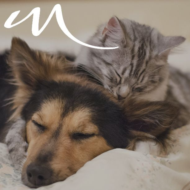 Modera44Apartments tweet media