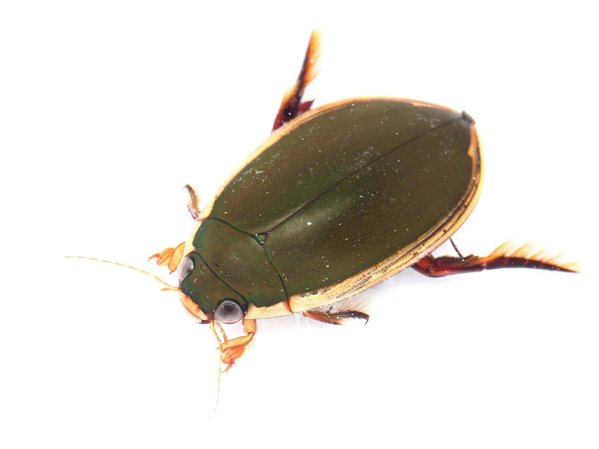 コガタノゲンゴロウ