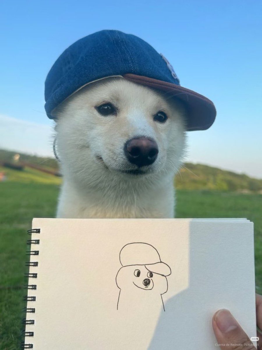 everything dogs 🐶 (@everythingdogss) on Twitter photo 