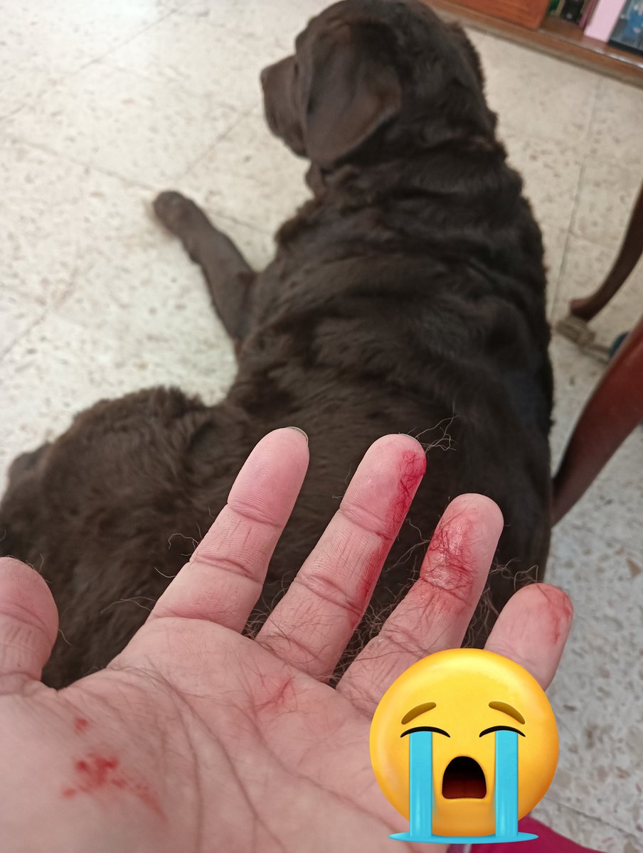 Lo que me faltaba, bañe a los peluditos y tuve un accidente a la hora de peinarlos 😭 solo espero que no se me infecte porque fue con su cepillo