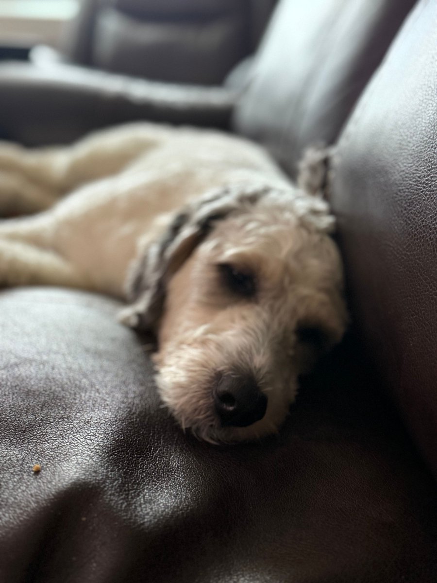 BarkBarkAccs's tweet photo. “Bella is currently ‘supervising’ today’s BarkBark Accessories work…
Which usually means napping while we work 😄

Does your dog supervise you too?” 

#barkbarkaccessories #dogparents #shopbarkbark #dogfashion #SmallBusinessLove #madewithlove https://t.co/Uh8vivm1x0
