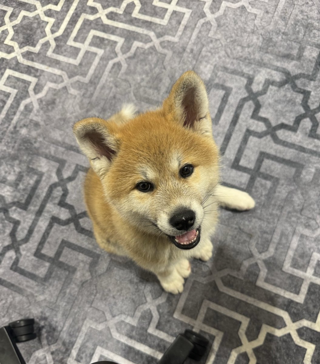 Don Hamza tweet media