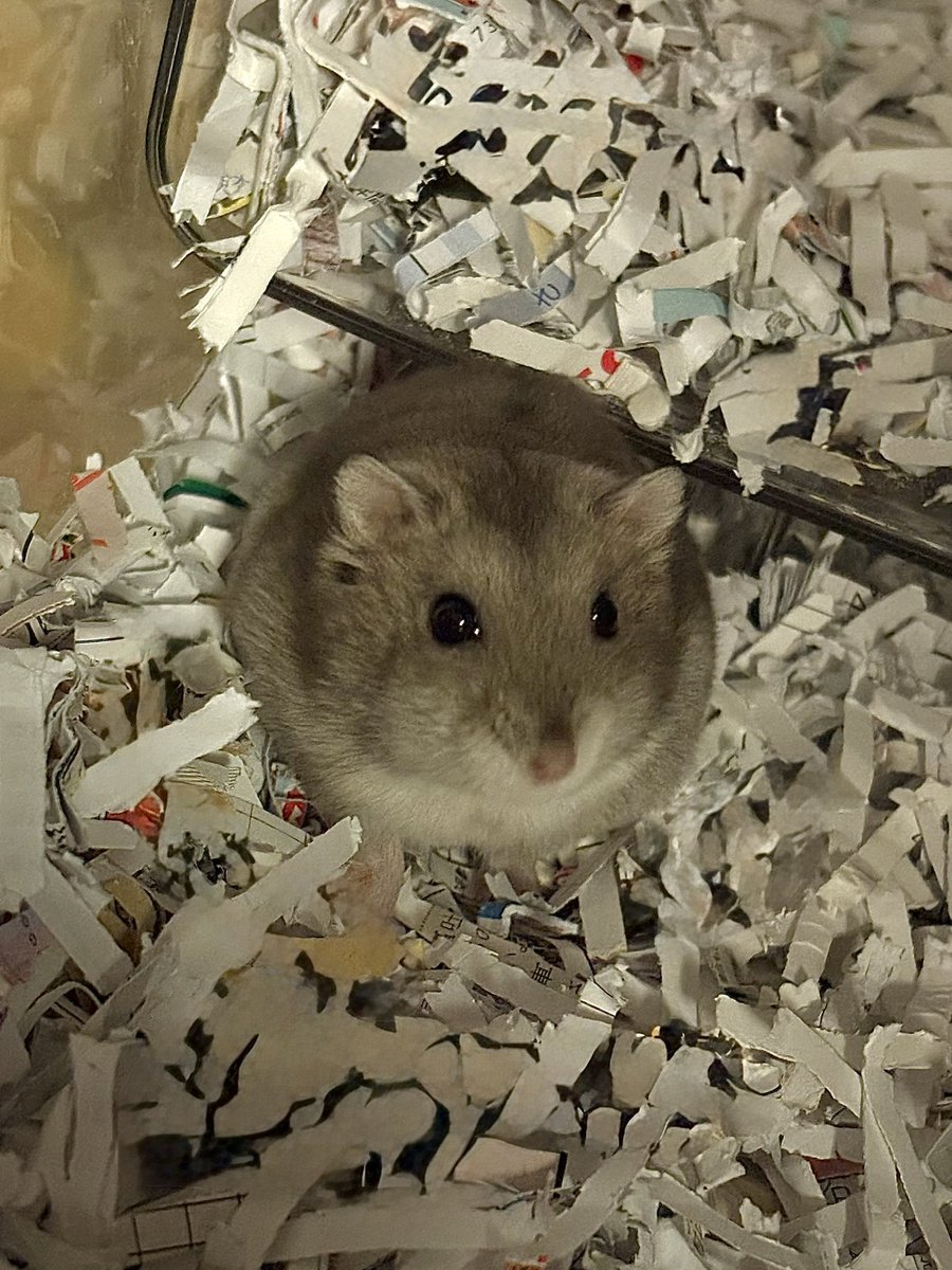 今朝のマメさん👀ｶﾜｲｲﾈ~