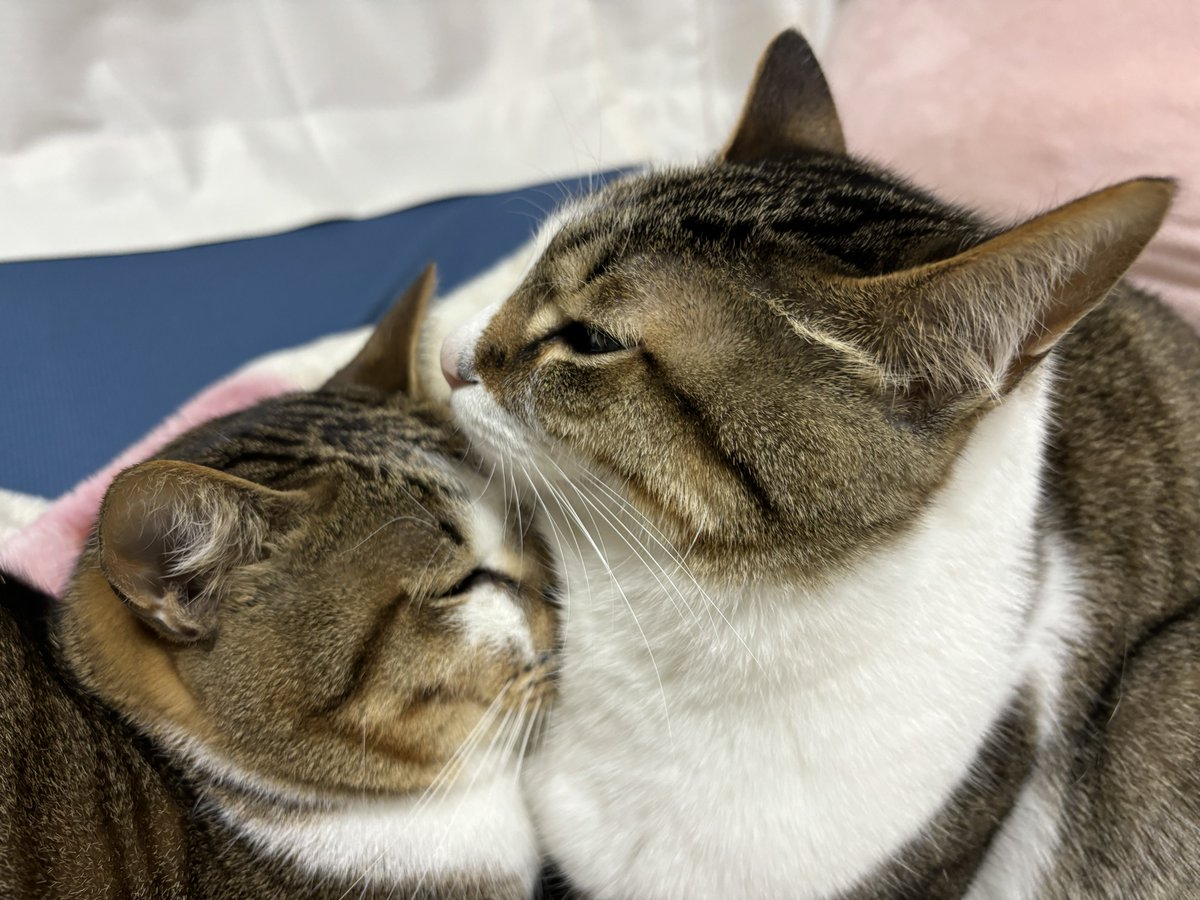 鼻先を温めるのに最も適した場所はココ