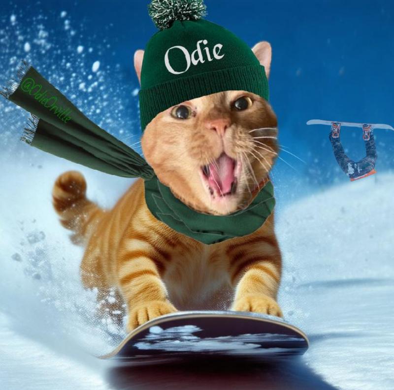 OdieOrville's tweet photo. @cathiebun @JustSkate23 And me! Looking good, bestie P! 😺👍 https://t.co/f7HLXsi4V9