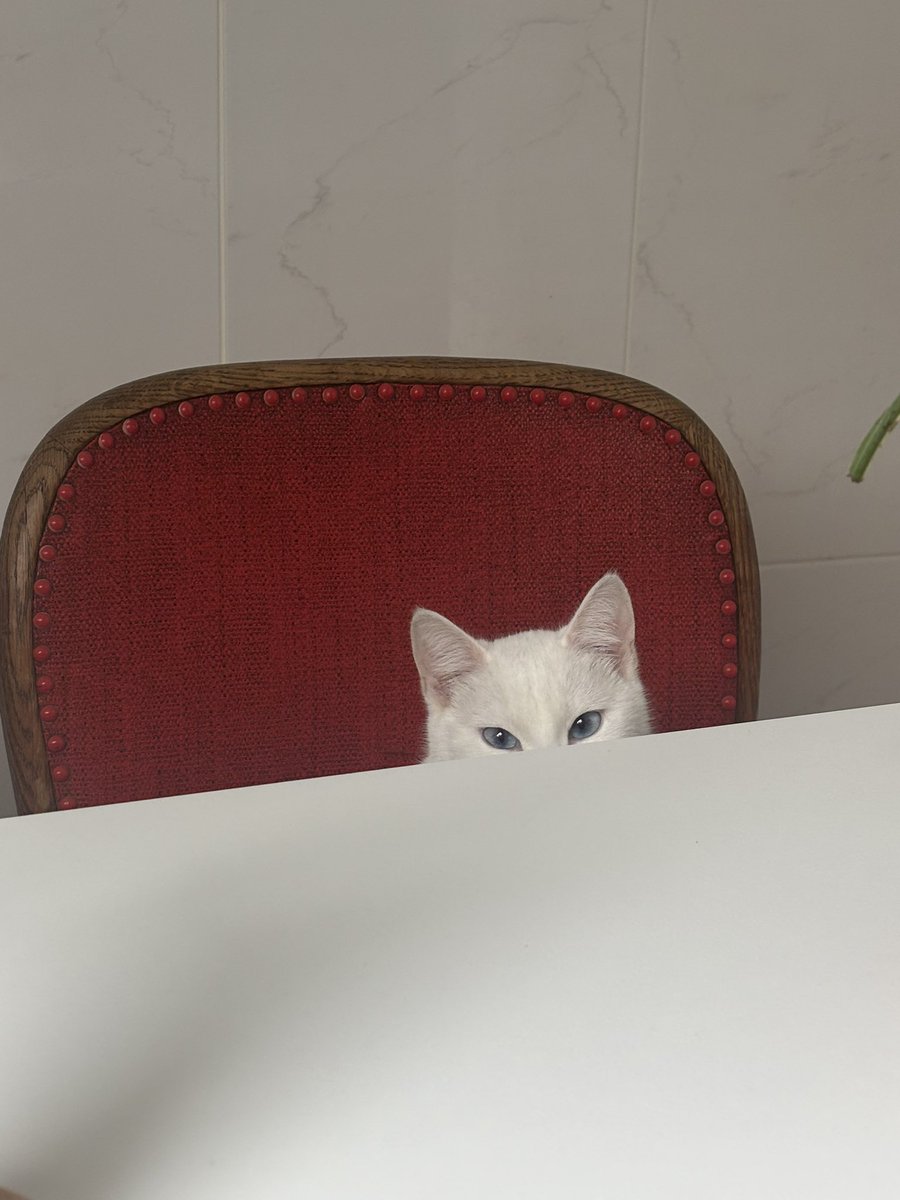 ella ⚢ tweet media